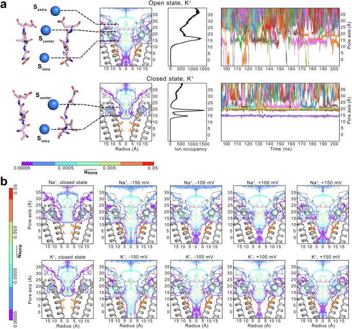 Fig. 2: Ion binding profiles of K+ and Na+ within the ion conduction pathway derived from atomistic MD simulations.