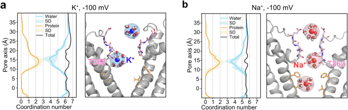 Fig. 3: Hydration profiles of Na+ and K+ during their permeation in CNGA1 channel.