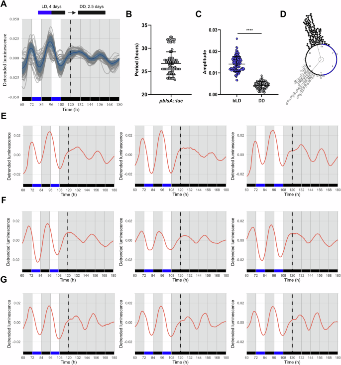 Fig. 1: blsA promoter–driven luminescence is rhythmic under entrained and FR conditions.