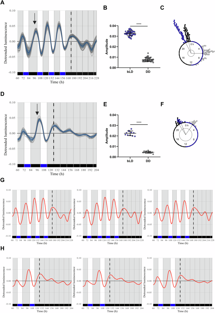 Fig. 3: Luminescence rhythms respond to a change in the photic periodic conditions.