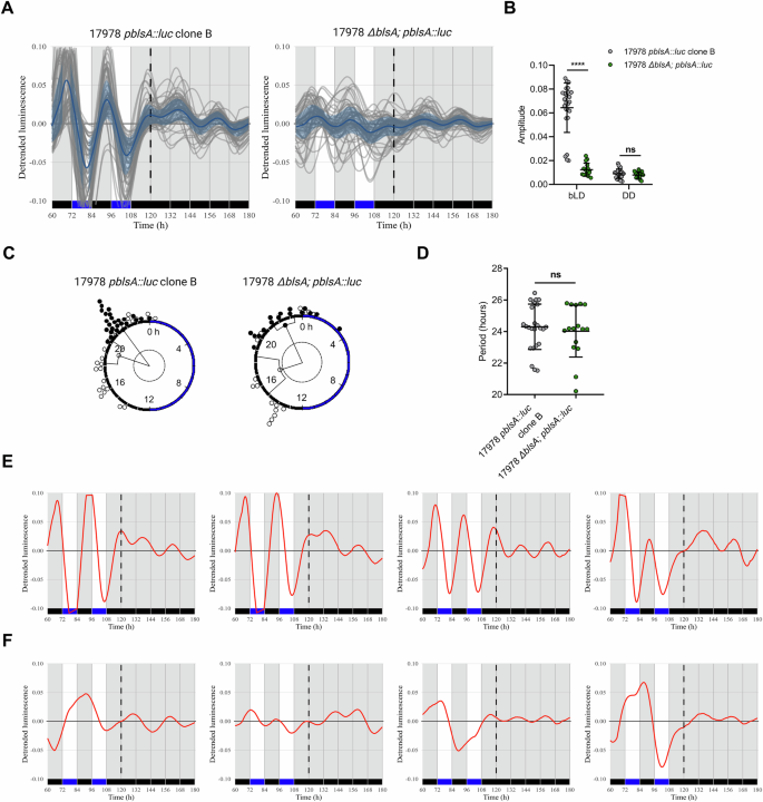 Fig. 4: Blue light synchronization of bioluminescent rhythms requires the BlsA photoreceptor.