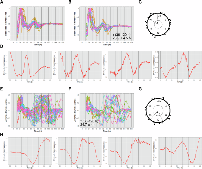 Fig. 5: blsA promoter–driven luminescence under constant darkness conditions.