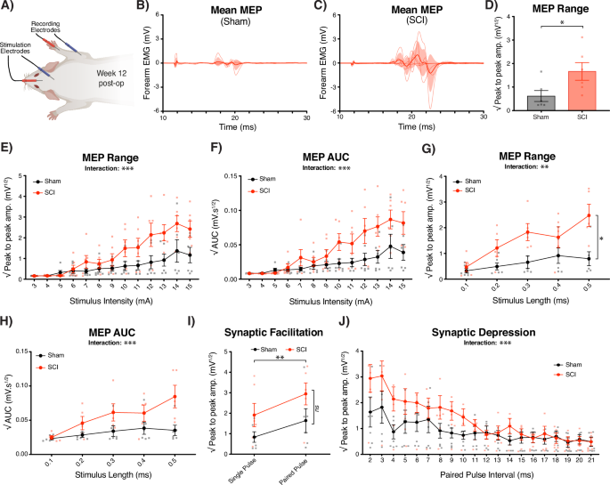 Fig. 1: Traumatic C6/7 SCI significantly elevates the forearm MEP range (n = 6 per group).