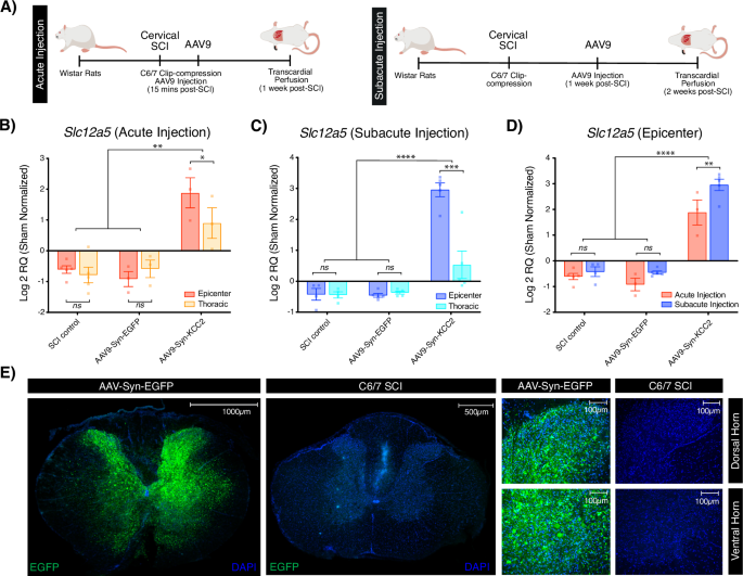 Fig. 2: Both acute and subacute localized intrathecal AAV9 injections can induce episomal expression.