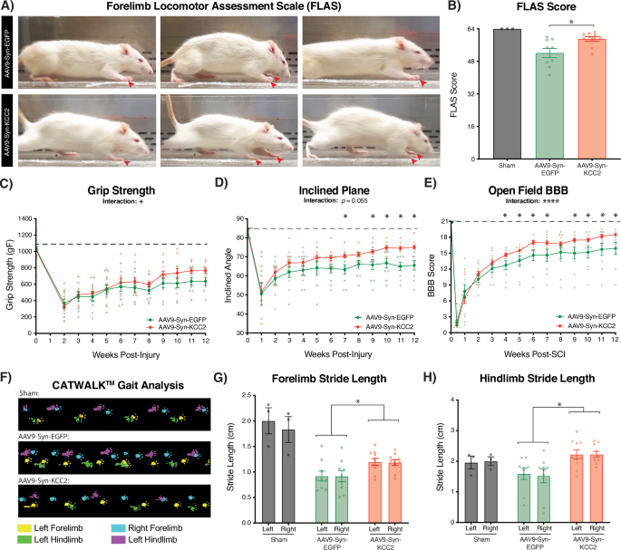 Fig. 3: KCC2 upregulation enhances functional recovery following traumatic cervical SCI (Sham n = 3; AAV9-Syn-EGFP: n = 9; AAV9-Syn-KCC2: n = 10).