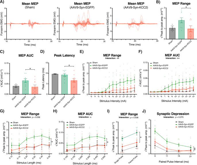Fig. 4: KCC2 gene therapy restores forelimb motor-evoked potential (MEP) threshold following traumatic spinal cord injury (Sham n = 3; AAV9-Syn-EGFP: n = 9; AAV9-Syn-KCC2: n = 10).