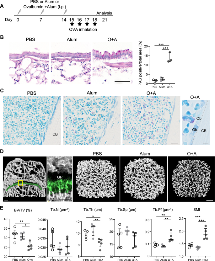 Fig. 1: Bone mass decreased in the femurs of OVA-induced mice.
