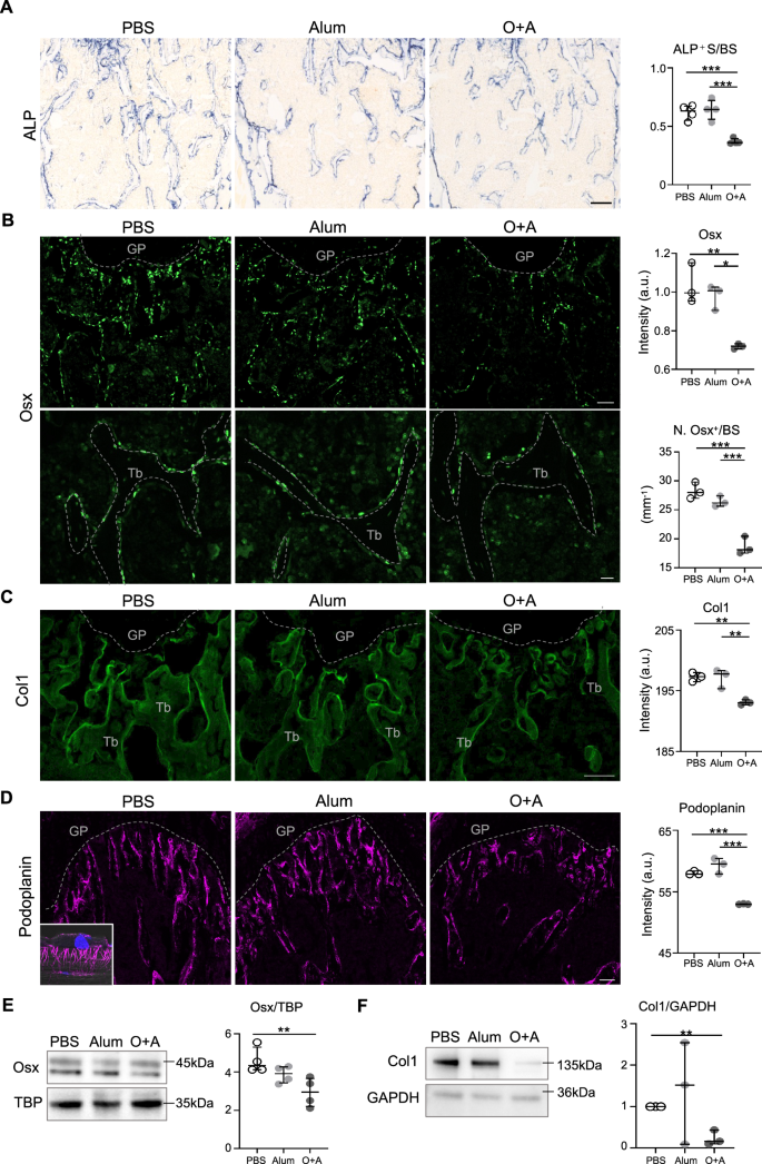 Fig. 2: Suppressed osteoblast differentiation in the femurs of OVA-induced mice.