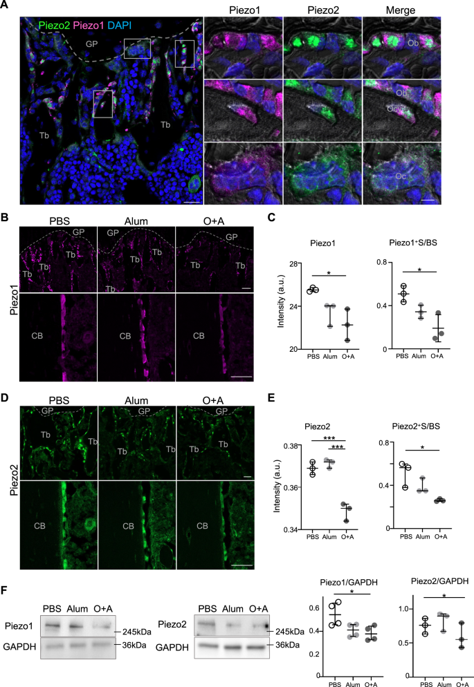 Fig. 3: Downregulation of Piezo1 and Piezo2 in the femurs of OVA-induced mice.