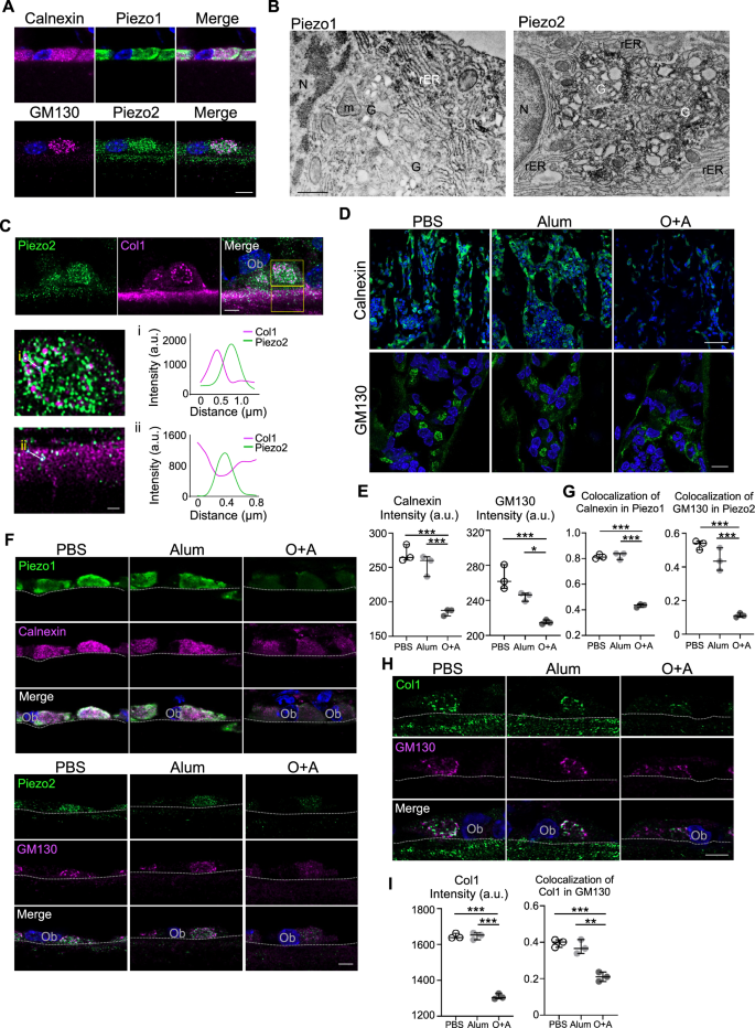 Fig. 4: Altered Piezo1 and Piezo2 subcellular localization in osteoblasts from OVA-induced mice.