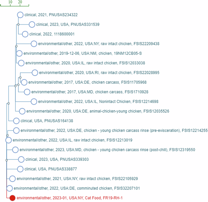 Fig. 5: Evidence of zoonotic infection from raw cat food isolates using NCBI Pathogen Detection.