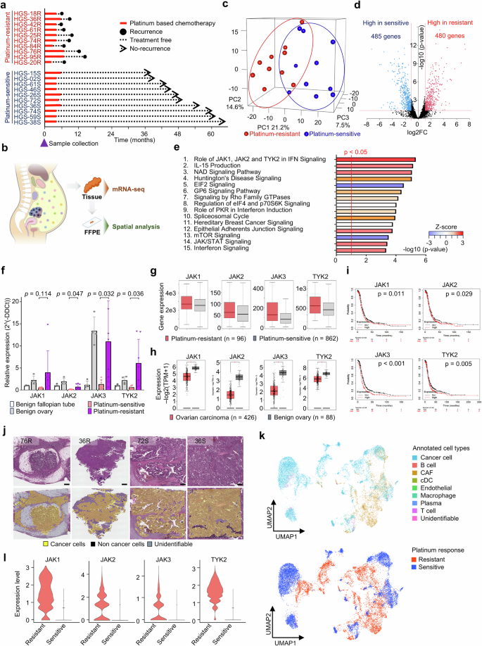 Fig. 1: Identification of JAK-STAT signaling pathways in PROC.