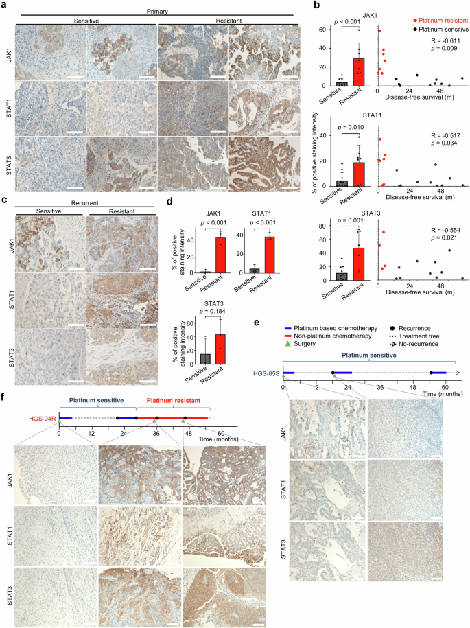 Fig. 2: JAK-STAT expression in primary and recurrent PROC tissues.