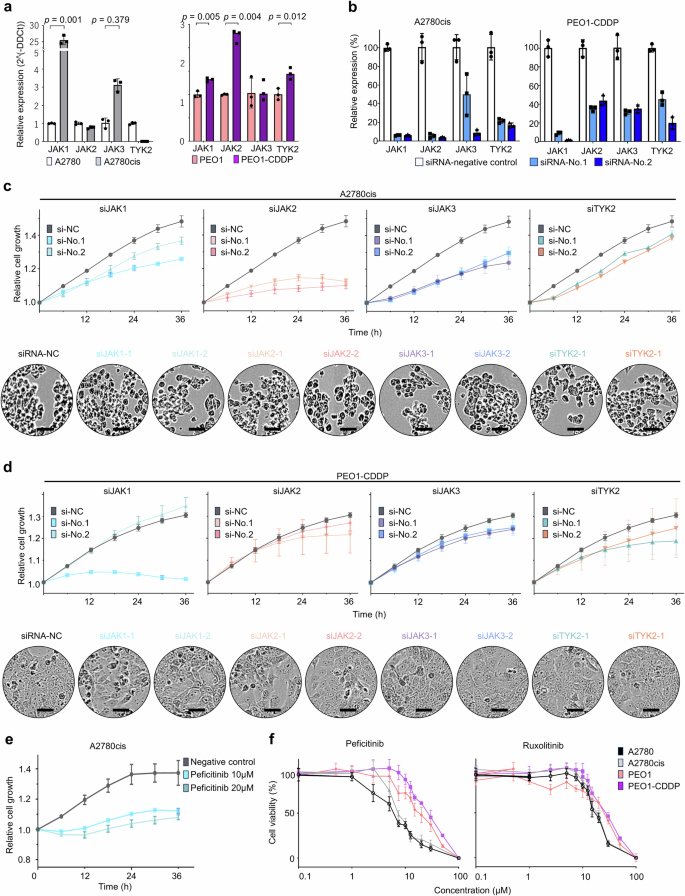 Fig. 3: Effects of JAK inhibition in PROC cell lines.