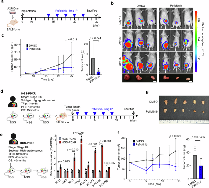 Fig. 4: Antitumor effects of JAK inhibitors in the CDX and PDX models.