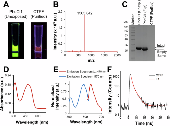 Fig. 2: Characterization of the purified C-terminal peptide fragment (CTPF).