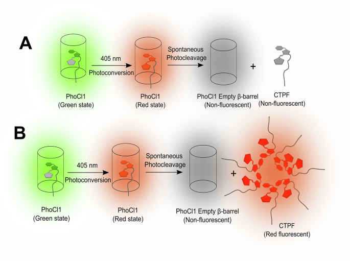 Fig. 5: PhoCl1 photoexposure: aggregation-induced red fluorescence.