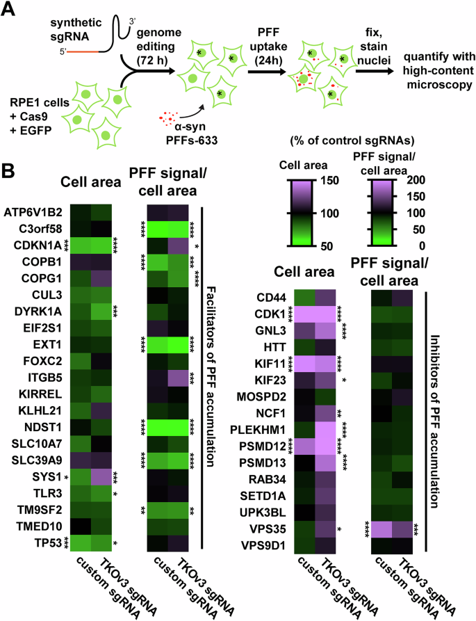 Fig. 2: Screen validation by high-content microscopy.