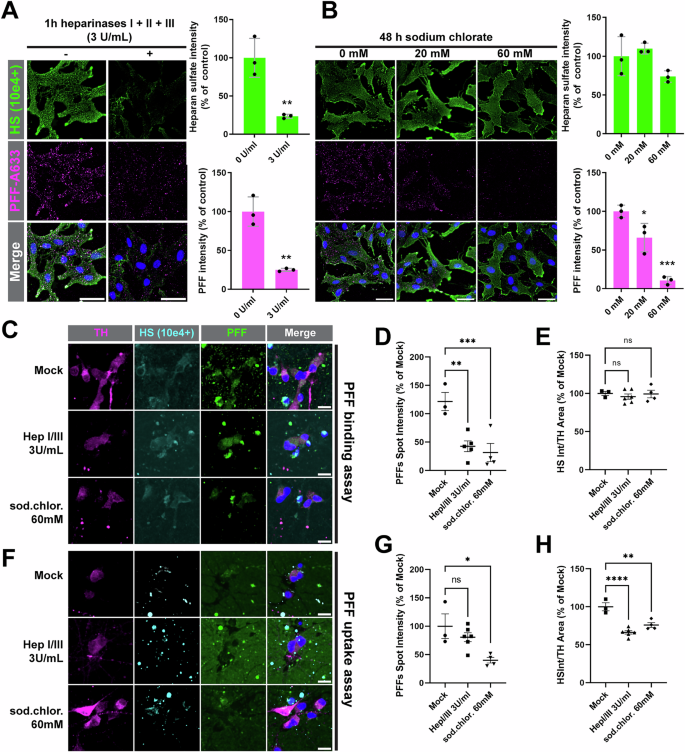 Fig. 4: HSPGs are major receptors for α-syn PFFs binding on the cell surface.