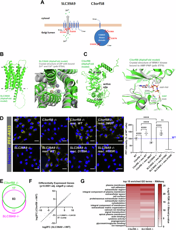 Fig. 5: Structure/function study of C3orf58 and SLC39A9.