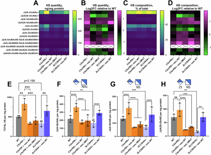 Fig. 7: C3orf58 and SLC39A9 regulate HS levels and composition in RPE-1 cells.