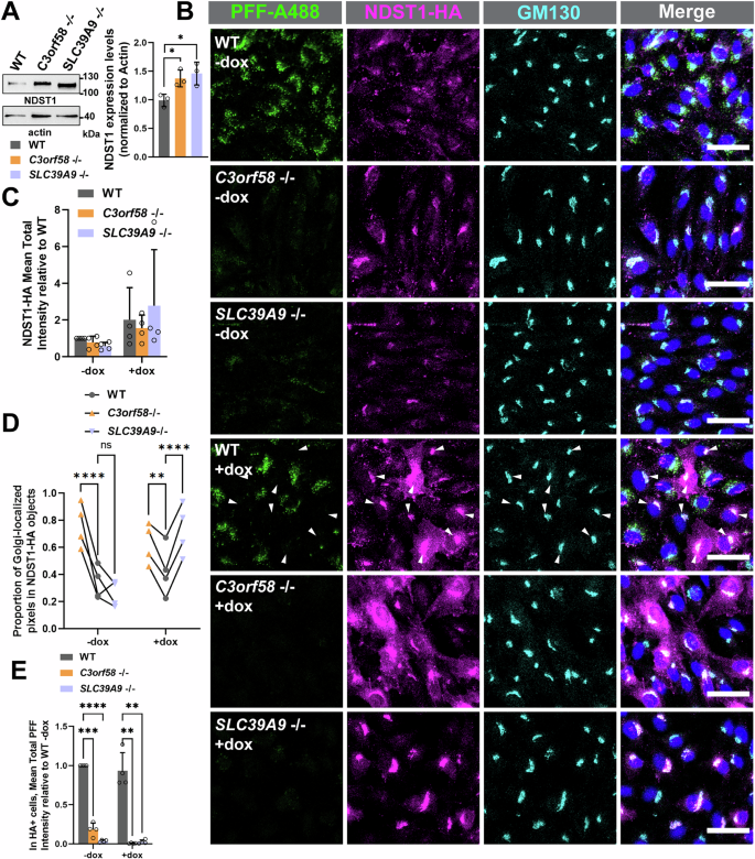 Fig. 8: NDST1 is mistrafficked in C3orf58-/- cells, and NDST1 overexpression inhibits PFFs uptake.