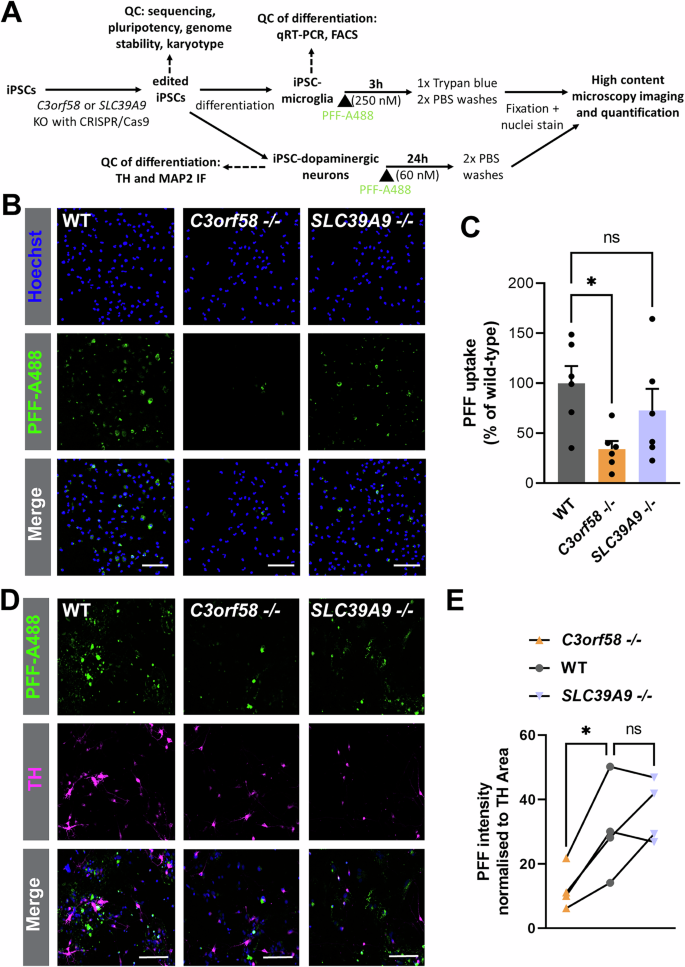 Fig. 9: C3orf58 is important for PFFs uptake in human microglia and dopaminergic neurons.