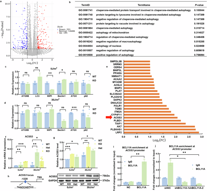Fig. 3: BCL11A transcriptionally inhibited ACSS3.