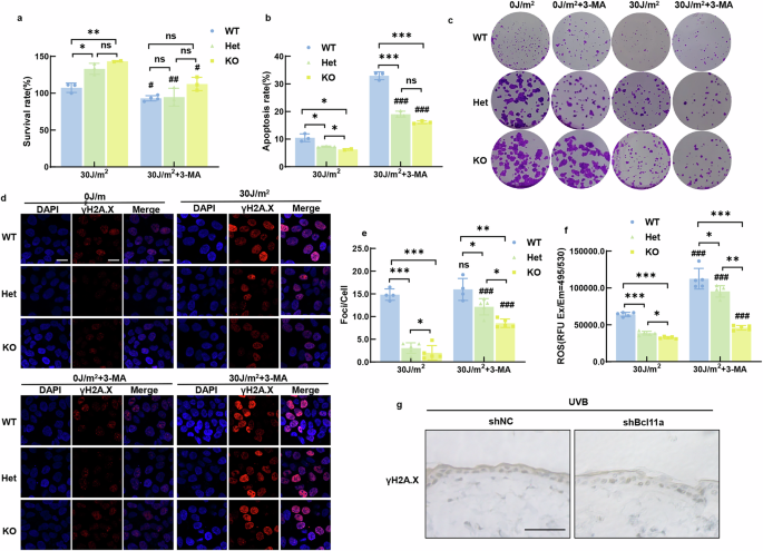 Fig. 4: BCL11A deficiency attenuates UVB-induced cell damage via promoting autophagy.