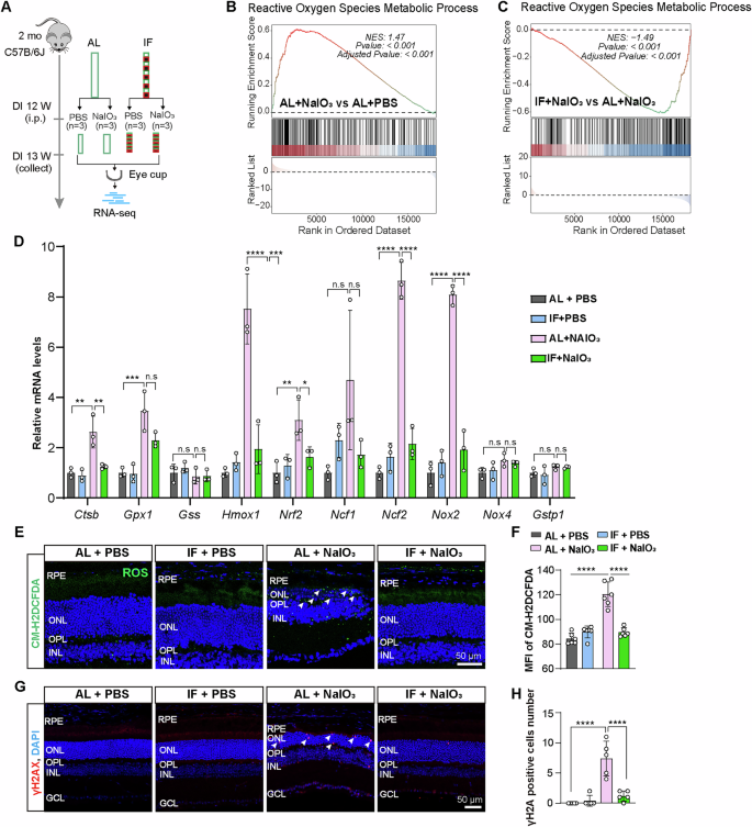 Fig. 4: IF attenuates NaIO3-induced oxidative stress in the retina.