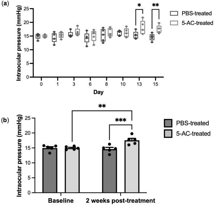 Fig. 2: 5-AC elevated IOP of adult C57BL/6 J mice.