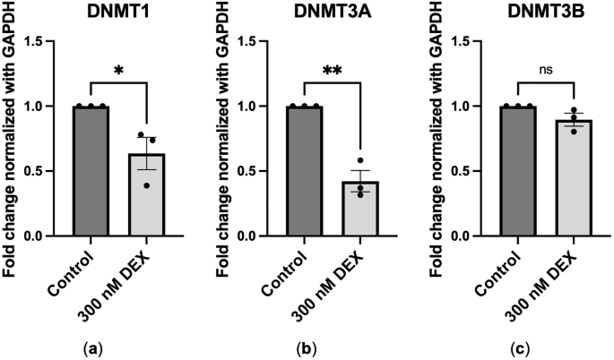 Fig. 5: DEX downregulated the gene expression of DNMT1 and DNMT3A, but not DNMT3B, in hTM cells.