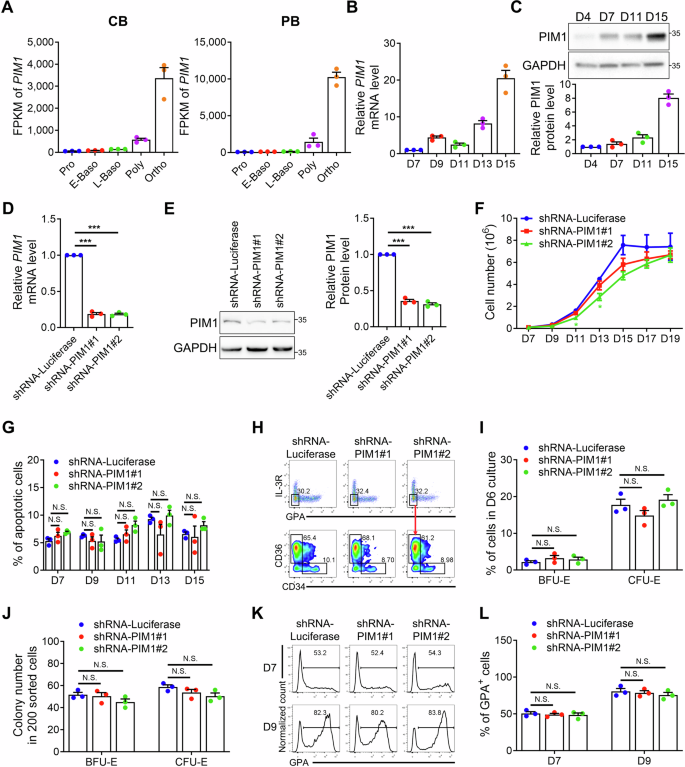 Fig. 1: PIM1 did not affect the proliferation and differentiation of erythroid cells.