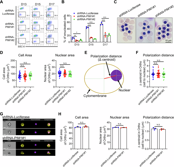 Fig. 2: Loss of PIM1 impaired erythroblast enucleation without disturbing nuclear polarization.