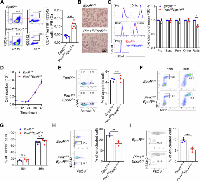 Fig. 4: Erythroblast enucleation was impaired in Pim1fl/flEpoRCre mice.