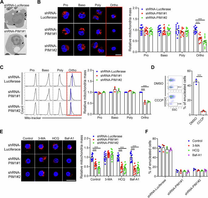 Fig. 5: Mitochondrial mass decreased in PIM1 knockdown Ortho.