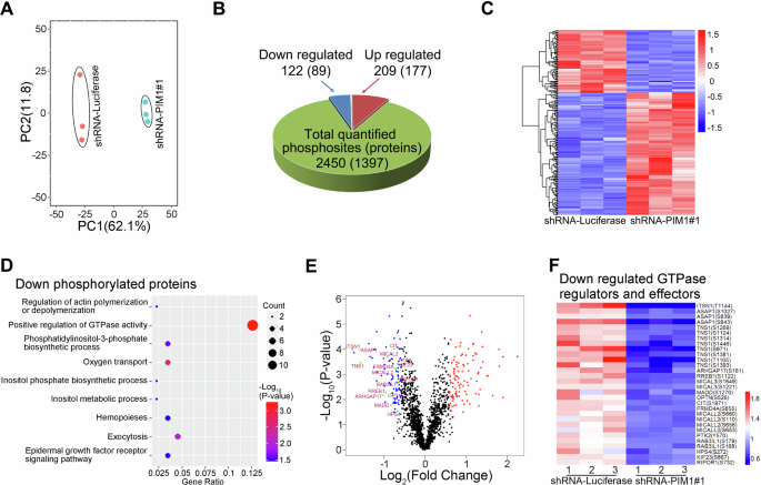 Fig. 6: PIM1 controlled erythroblast enucleation by regulating the activity of GTPase-related proteins.