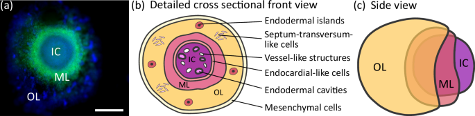 Fig. 1: The human heart-forming organoid.