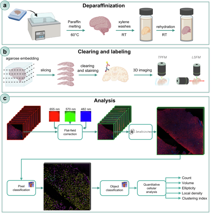 Fig. 1: Overview of the entire pipeline for deparaffinization, clearing, labeling, imaging, automated neuronal segmentation and analysis.