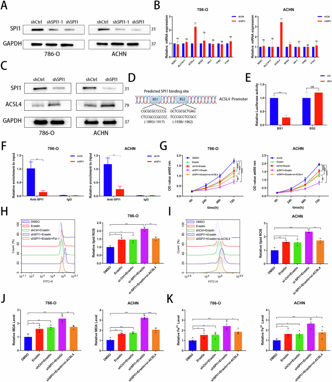 Fig. 3: SPI1 inhibits ferroptosis by repressing ACSL4 targets.