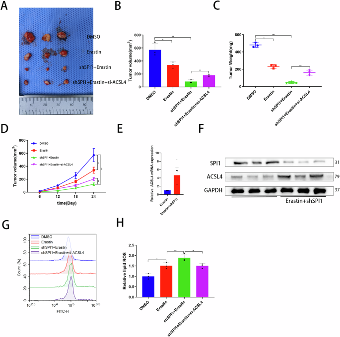 Fig. 4: Knockdown of SPI1 combined with erastin promotes ferroptosis in a ccRCC xenograft mouse model.
