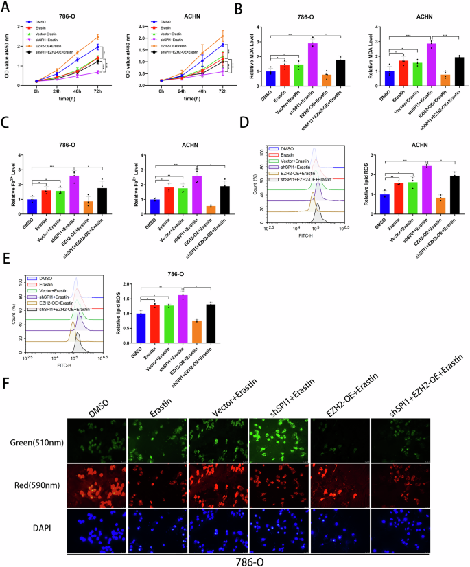 Fig. 6: EZH2 overexpression reversed the ferroptosis-related phenotype reversed induced by SPI1 knockdown.