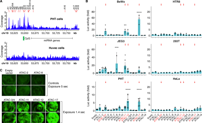 Fig. 1: Identification of open chromatin, transcriptionally active sites in the C19MC region.