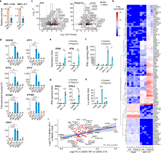 Fig. 3: C19MC-silenced cells and innate immune response.