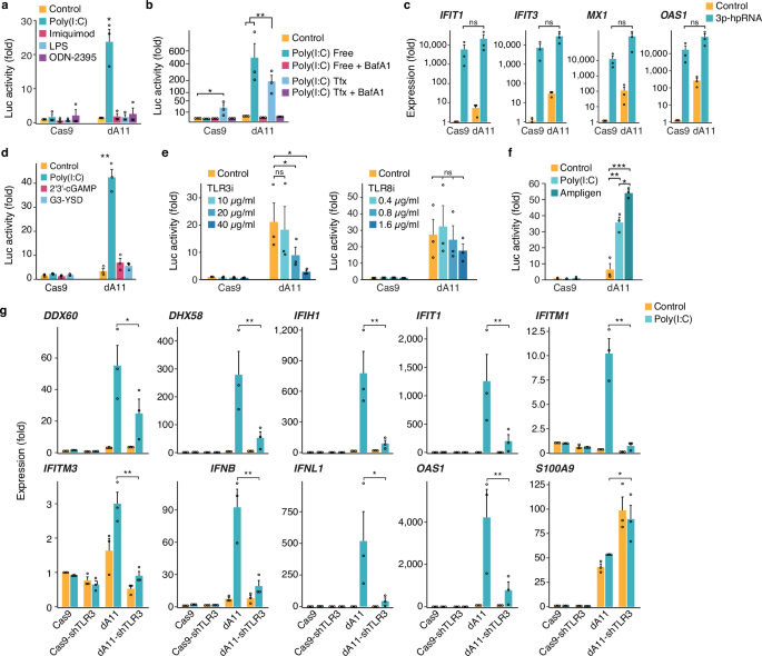 Fig. 5: The influence of endosomal TLR3 on IFN response in C19MC-deleted cells.