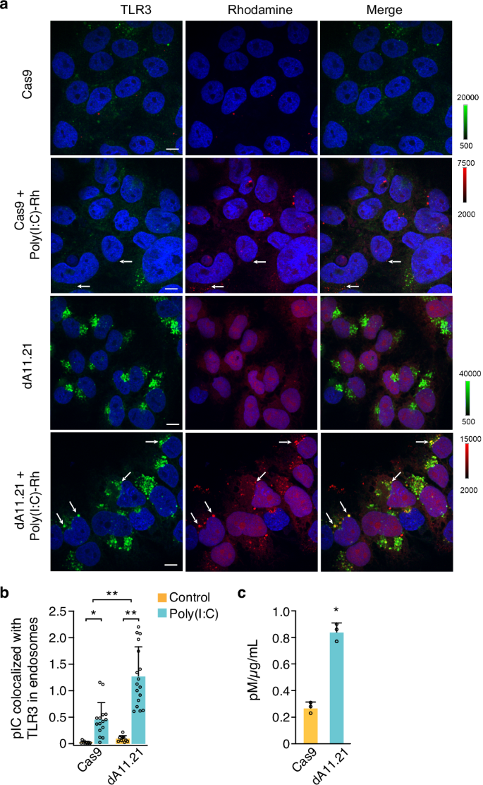 Fig. 6: The colocalization poly(I:C) with TLR3.