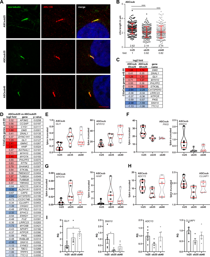 Fig. 4: Decreased cilium length in ASCs isolated from donors with obesity.
