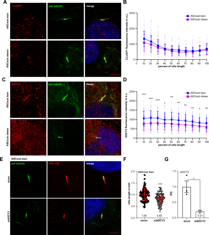 Fig. 5: Reduced ADCY3 intensity at the cilium of ASCs from donors with obesity.