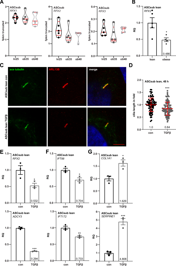 Fig. 6: Transforming growth factor-β (TGFβ) drives ciliary shortening and gene suppression similar to the obese phenotype.