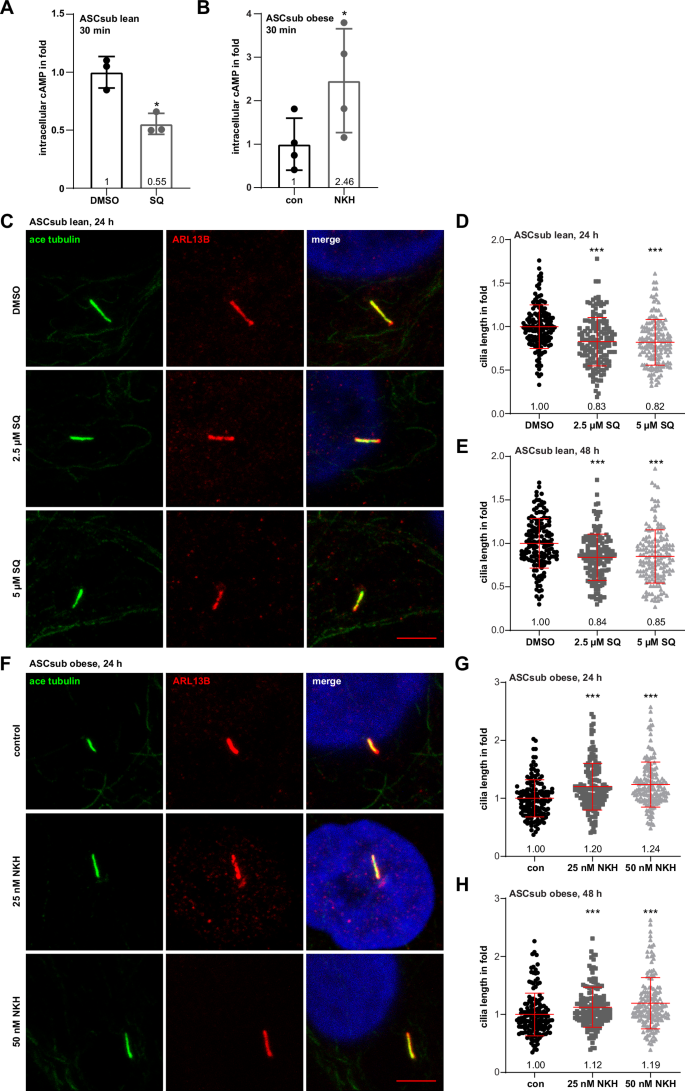 Fig. 7: Alterations in cilium length depend on ADCY3/cAMP signaling.